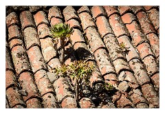 La Gomera 089  Chipude- hand made tiles