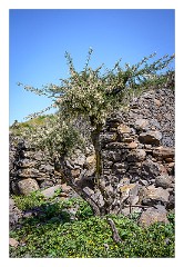 La Gomera 091  Chipude