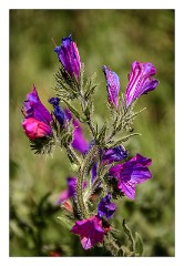 La Gomera 092  Chipude