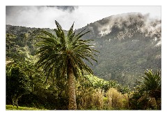 La Gomera 096  Epina - Trees where Palm syrup/honey is produces