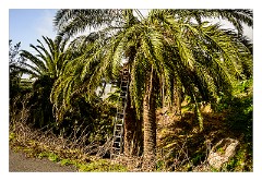 La Gomera 097  Epina - Trees where Palm syrup/honey is produces