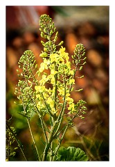 La Gomera 100  Rape against hand made tiles