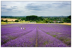 Hitchin Lavender Fields 01  Looking down the Lavender Field