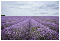 Hitchin Lavender Fields August