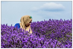 Hitchin Lavender Fields 03  Picking Lavender