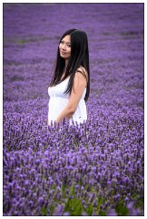 Hitchin Lavender Fields 04  Stading in the Lavender