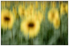 Hitchin Lavender Fields 05  Impression of sunflowers