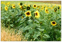 Hitchin Lavender Fields 06  The Sunflower Field