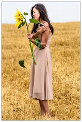 Hitchin Lavender Fields 07  A Sunflower to take home