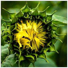 Hitchin Lavender Fields 08  Close up of a Sunflower