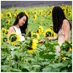 Hitchin Lavender Fields 09  Picking Sunflowers
