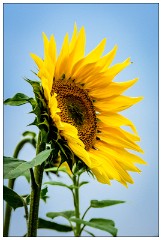 Hitchin Lavender Fields 10  Sunflower