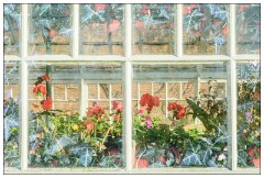 Montages in an Essex Garden 02 copy  Inside the Greenhouse