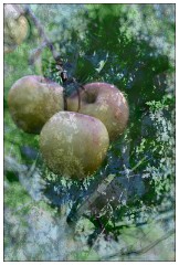 Montages in an Essex Garden 06 copy  Apples, Hydrangea and Trees
