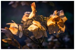 Montages in an Essex Garden 07 copy  Hydrangea in Sunlight