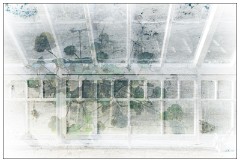 Montages in an Essex Garden 08 copy  Greenhouse and Ivy