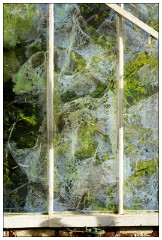 Montages in an Essex Garden 09 copy  Greenhouse and Hydrangea