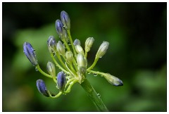 Summer Competition 01  WET - Dew drops on Agapanthus