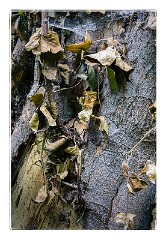 London Mile End 12  Tower Hamlets Cemetery Park