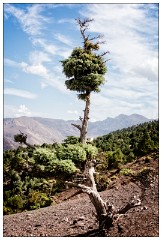 Imlil Valley, Atlas Mountains 03  The loan tree