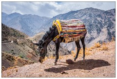 Imlil Valley, Atlas Mountains 04  Mule in the mountains with the road in the distance