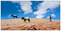 Imlil Valley, Atlas Mountains 05  Man and his mules