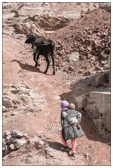 Imlil Valley, Atlas Mountains 08  Taking the cow home
