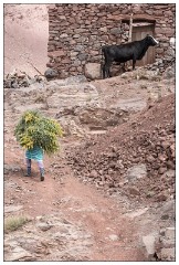 Imlil Valley, Atlas Mountains 10  Bringing the food for the cow