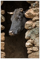 Imlil Valley, Atlas Mountains 18  Home for the cow under the house