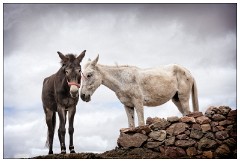 Imlil Valley, Atlas Mountains 46  Mules in the Azzaden Valley