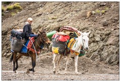 Imlil Valley, Atlas Mountains 48  Local with his goods and mules