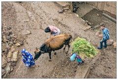 Imlil Valley, Atlas Mountains 60  Its raining so the women and children are bringing the animals home