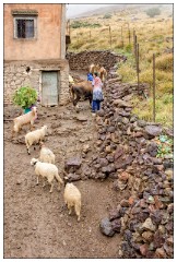 Imlil Valley, Atlas Mountains 61  Its raining so the women and children are bringing the animals home