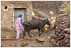 Imlil Valley, Atlas Mountains 63  Its raining so the women and children are bringing the animals home