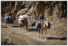 Imlil Valley, Atlas Mountains 71  Travelling with their mules