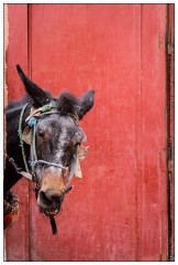 Marrakech 36  Entrance to a family tannery