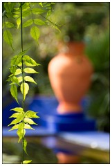 Marrakech 55  Pictures from the Jardin Majorelle