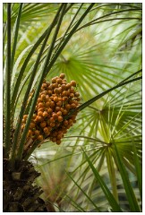 Marrakech 57  Pictures from the Jardin Majorelle
