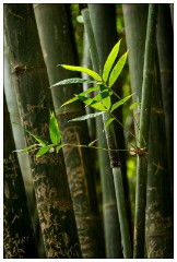 Marrakech 58  Pictures from the Jardin Majorelle