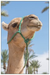 Marrakech 60  Camel Ride
