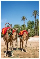 Marrakech 61  Waiting to take you a ride