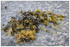 Northumberland  06  Seaweed on the Beach