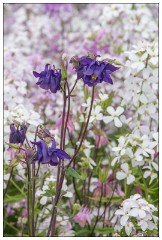 Northumberland  09  Gertrude Jekell Garden