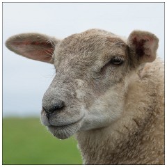 Northumberland  10  Friendly Sheep