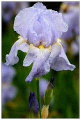Northumberland  62  Iris - The Alnwick Gardens