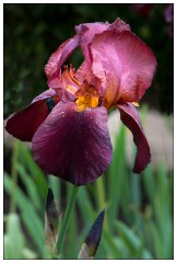 Northumberland  63  Iris - The Alnwick Gardens