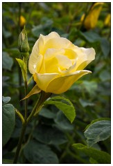 Northumberland  64  Rose - The Alnwick Gardens
