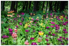 Northumberland  65  The Alnwick Gardens