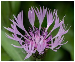 Northumberland  66  The Alnwick Gardens