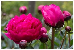 Northumberland  67  Rhododendrons -  The Alnwick Gardens